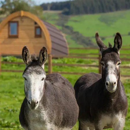 Деревянный коттедж Glamping Kilbane