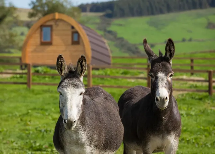 Alojamento de Turismo Selvagem Glamping Kilbane